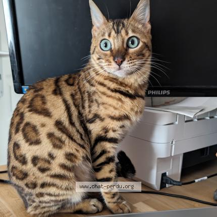 Photo 2/2 Lilie Chat perdu à Octeville sur mer