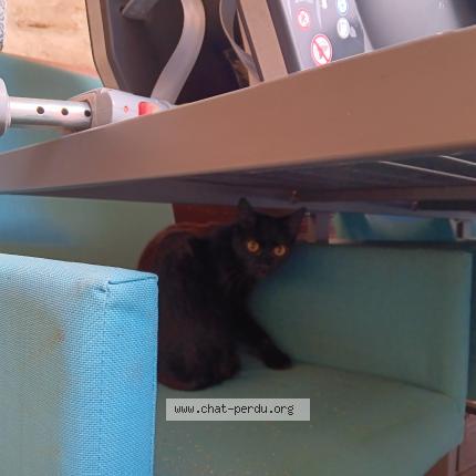 Photo 1/1 Chat retrouvé Trouvé à Chabeuil