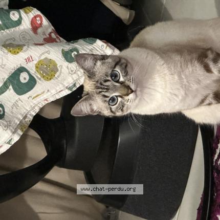 Photo 1/1 Blue Chat perdu à Montbartier