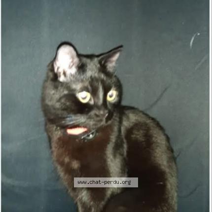 Photo 1/1 Chance Chat perdu à Valenciennes