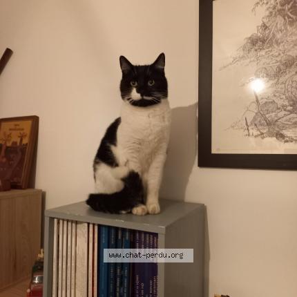 Photo 1/1 Cortex Chat perdu à Pau
