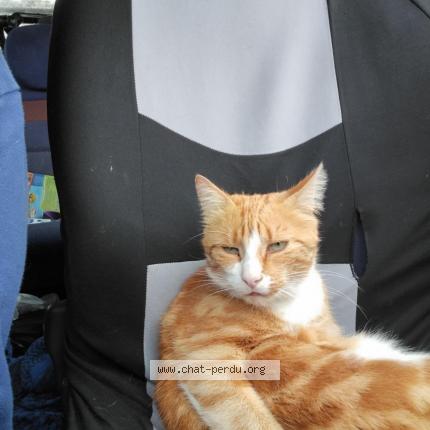 Photo de chat perdu à St Julien Les Villas
