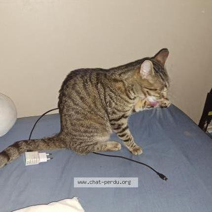 Photo de chat trouvé à Besancon