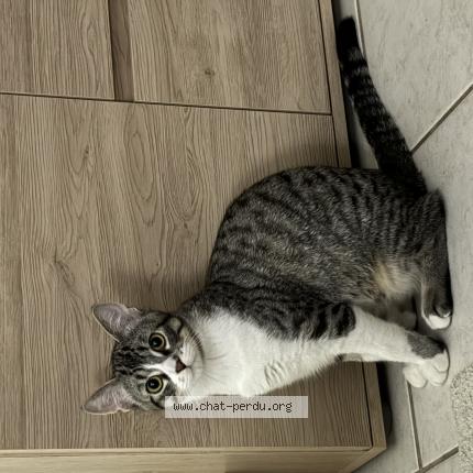 Photo de chat perdu à Arnas
