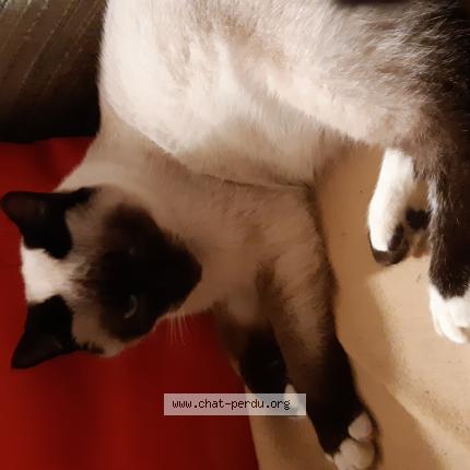 Photo de chat perdu à Henon