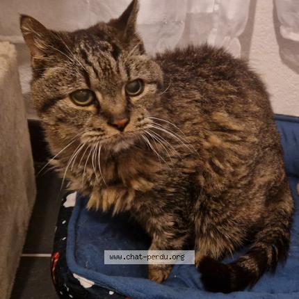 Photo 1/1 MIAOUSS Chat perdu à St gely du fesc