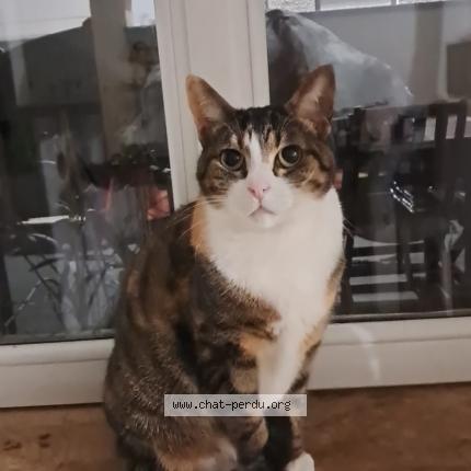 Photo 1/1 Chat retrouvé Perdu à Boulogne Billancourt