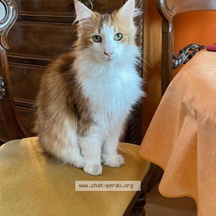 Photo de chat perdu à Le Perreux Sur Marne