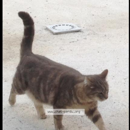 Photo 1/1 Kangoo Chat perdu à Caveirac