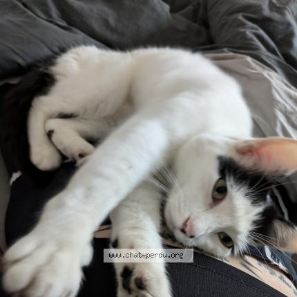 Photo 1/1 LAURINE MERLIER Chat perdu à Avelin