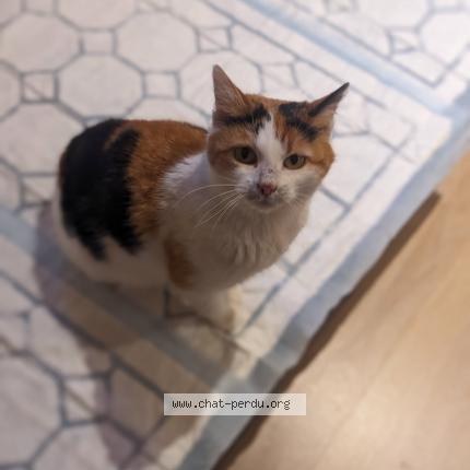 Photo de chat perdu à Cardaillac