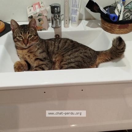 Photo de chat perdu à Saverdun