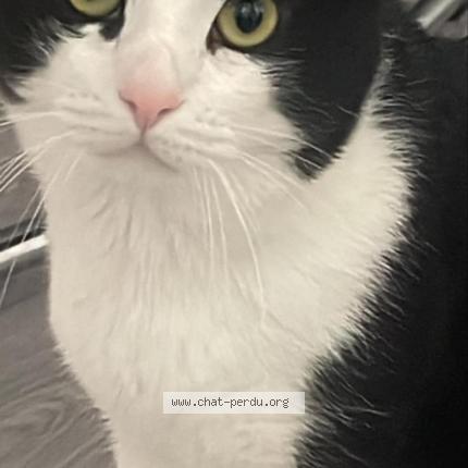Photo 1/1 Qiqi Chat perdu à Pessac