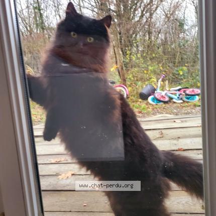 Photo 1/1 Baguerra Chat perdu à Ancerville