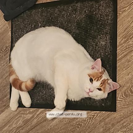 Photo de chat perdu à Saint Lo
