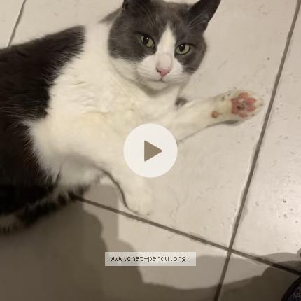 Photo 1/1 Léon Chat perdu à Saint julien les villas