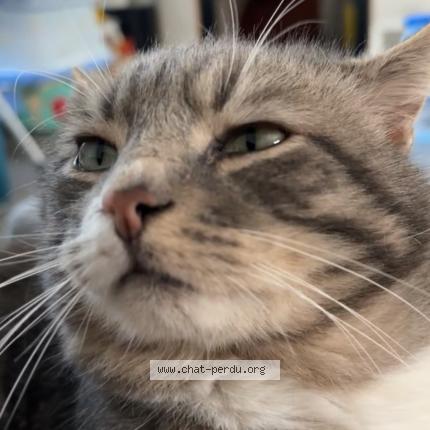 Photo de chat perdu à Athis Mons