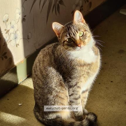 Photo 1/1 Chat retrouvé Perdu à Chelles