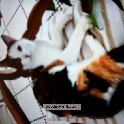Photo 1/1 Corentine Chat perdu à La roche sur yon