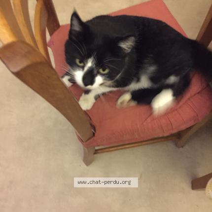 Photo 1/1 Bianca Chat perdu à Grussenheim