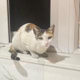 Photo de chat perdu à Pune