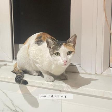 Photo 1/1 Tikki Chat perdu à Pune