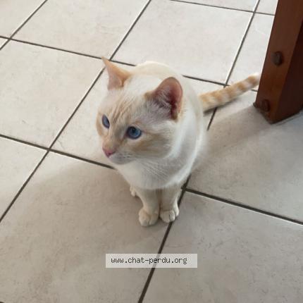 Photo 1/1 Inda Chat perdu à Villiers sur orge