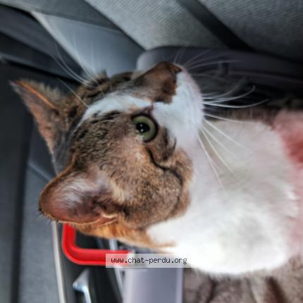 Photo 1/1 Chat retrouvé Perdu à Orleans