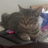 Photo de chat perdu à Ciudad De Mexico