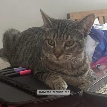 Photo 1/1 Kitty Chat perdu à Ciudad de mexico