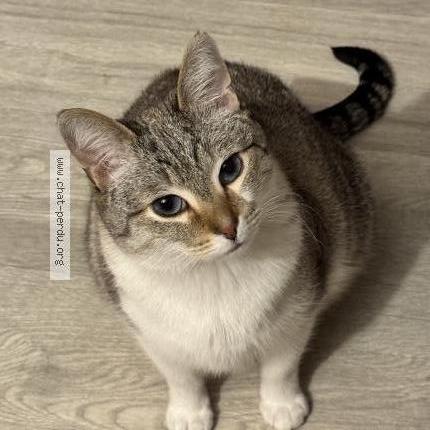 Photo 1/1 Chat retrouvé Perdu à Brive La Gaillarde