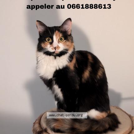 Photo 1/1 Chat retrouvé Perdu à Roques