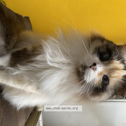 Photo de chat perdu à Marseille