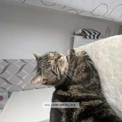 Photo 1/1 Nino Chat perdu à Jouy le moutier