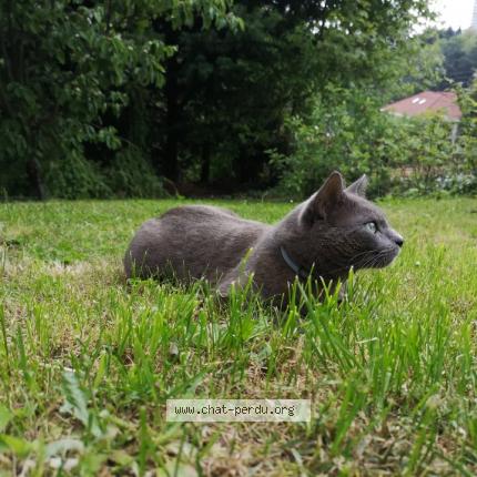 Photo 1/1 Chat retrouvé Perdu à St Etienne