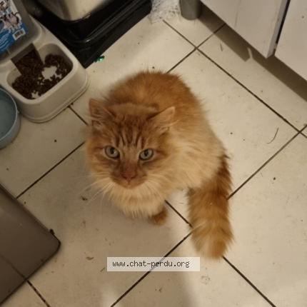 Photo 1/1 Chat retrouvé Perdu à Soligny La Trappe