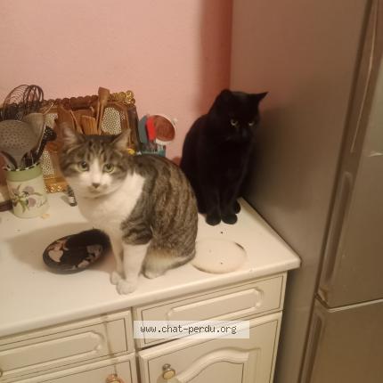 Photo 1/1 Ouni Chat perdu à Villeneuve les maguelonne