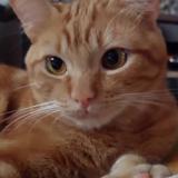 Photo de chat perdu à Girardot