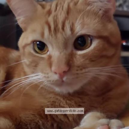 Photo 1/1 Queen Chat perdu à Girardot