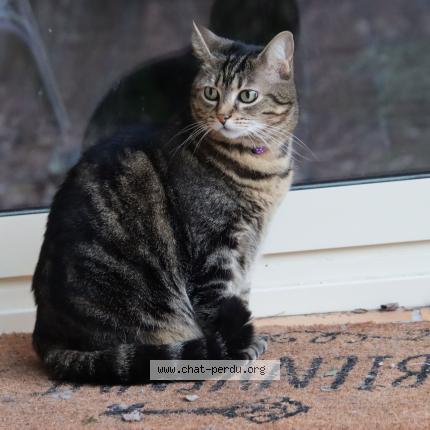 Photo de chat perdu à Saint Saturnin Les Avignon