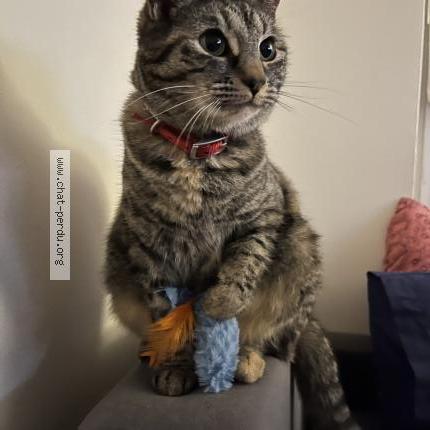 Photo 1/1 Mari Chat perdu à Archamps