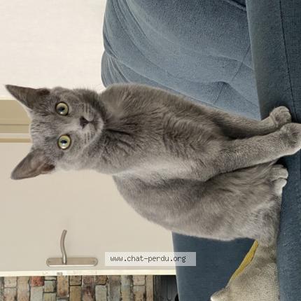 Photo 1/1 ZELDA Chat perdu à Saint berthevin