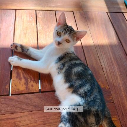 Photo de chat perdu à Gumieres