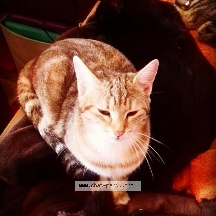 Photo 1/1 Rose Chat perdu à Cases de pene