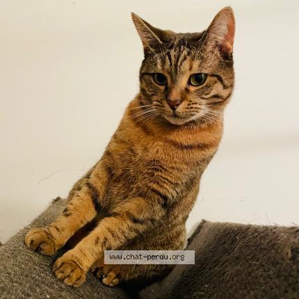 Photo 1/1 SCOTTY Chat perdu à Roumare