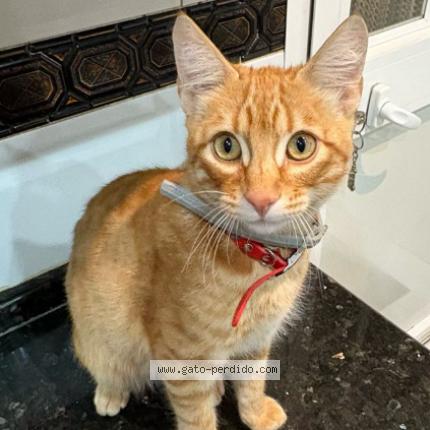 Photo 1/1 Robin Chat perdu à Bormujos