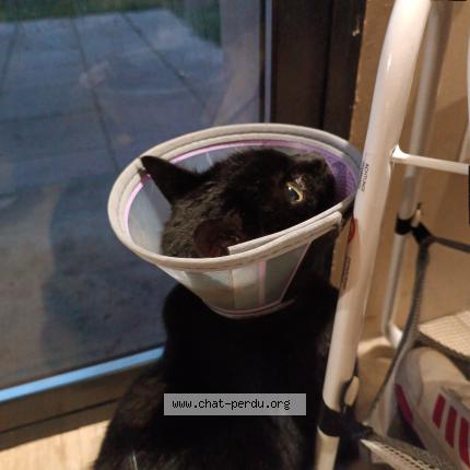 Photo de chat perdu à Villers Les Pots