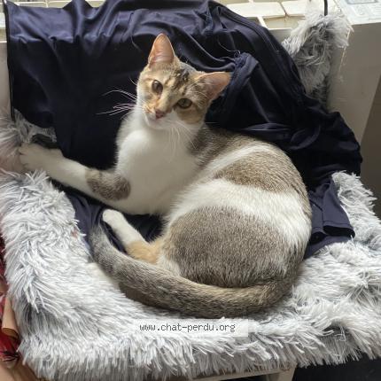 Photo 1/1 Giulia Chat perdu à Reims