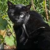 Photo de chat perdu à Erlangen