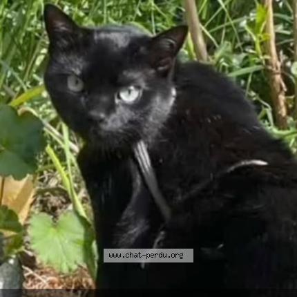 Photo 1/1 Nero Chat perdu à Erlangen